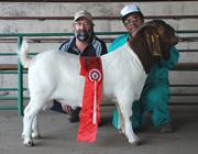 Junior Champion Ram Pretoria, 2010